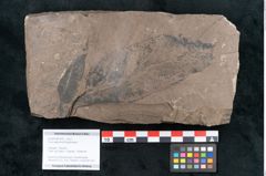 Foto (Objekt + Etikett) von Ficus sagoriana Ettingshausen (NHMW-GEO-2024-0188-7979)